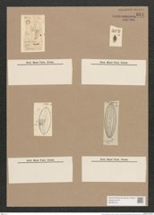 Navicula smithii Breb. (de-Toni-Nr.: Genus 1, Species 289) Zeichnungen Sammlung Grunow Nr. 644 (NHMW-BOT-W0367012)